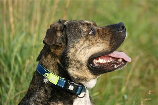 Max & Molly Matrix Green Smart ID Köpek Boyun Tasması