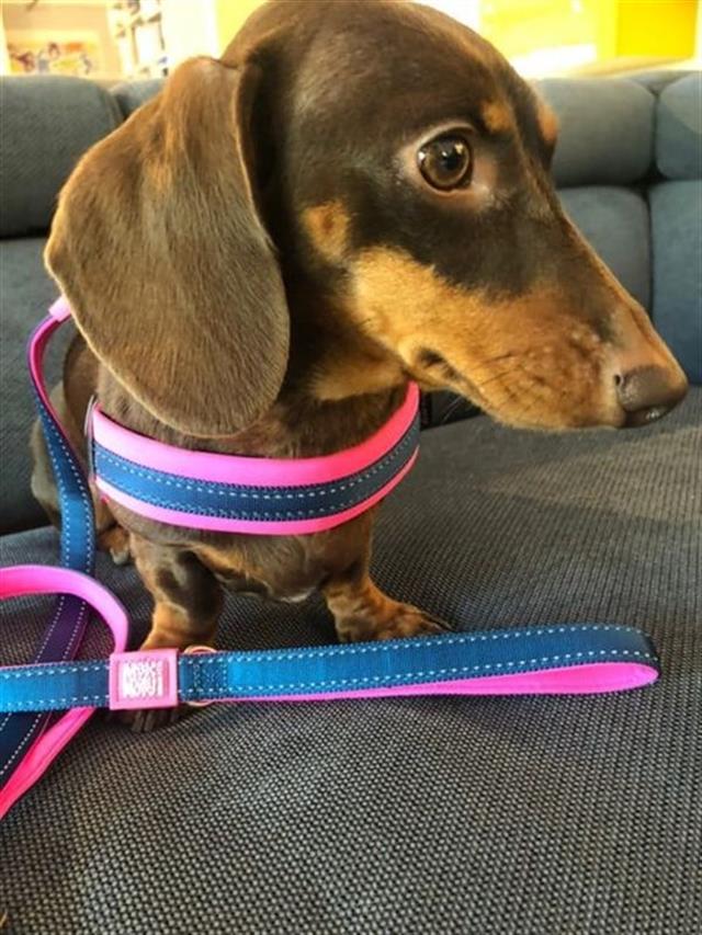 Max & Molly Matrix Pink Köpek Gezdirme Kayışı