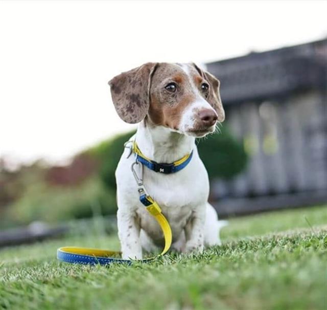 Max & Molly Matrix Yellow Köpek Gezdirme Kayışı