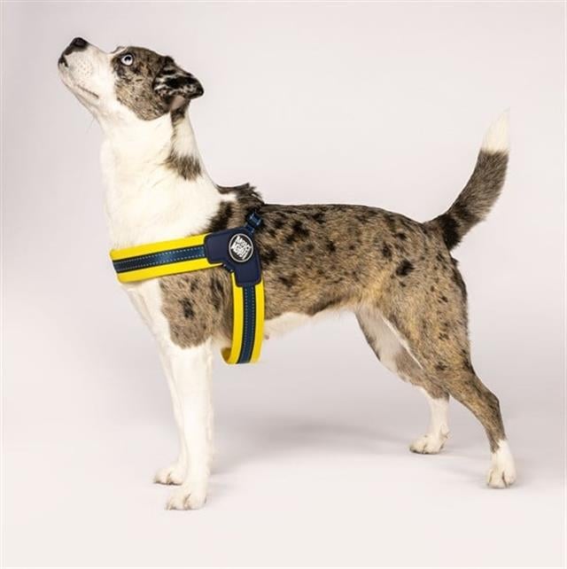 Max & Molly Matrix Yellow Q-Fit Köpek Göğüs Tasması