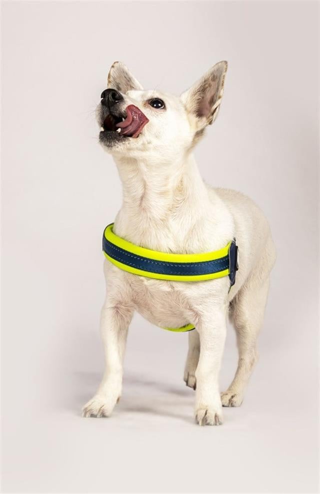 Max & Molly Matrix Yellow Q-Fit Köpek Göğüs Tasması