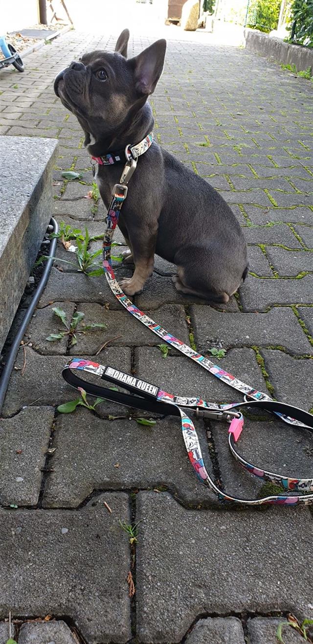 Max & Molly Missy Pop Köpek Gezdirme Kayışı