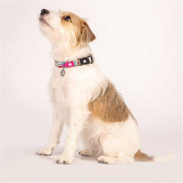Max & Molly Missy Pop Smart ID Köpek Boyun Tasması