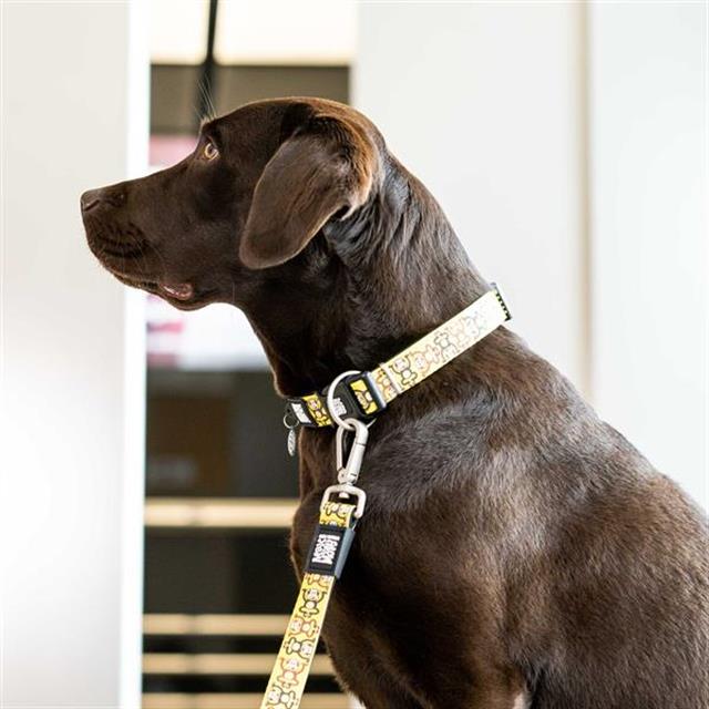 Max & Molly Monkey Maniac Smart ID Köpek Boyun Tasması