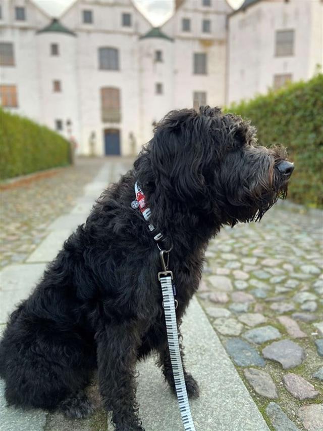 Max & Molly Piano Köpek Gezdirme Kayışı