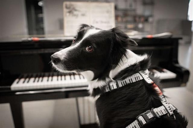Max & Molly Piano Köpek Göğüs Tasması