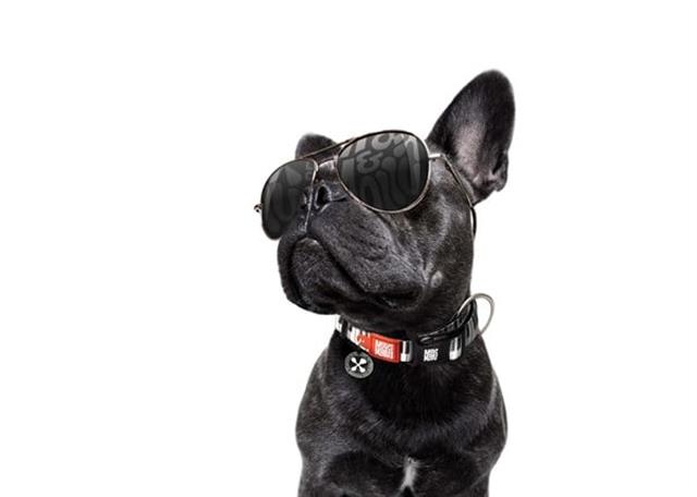 Max & Molly Piano Smart ID Köpek Boyun Tasması