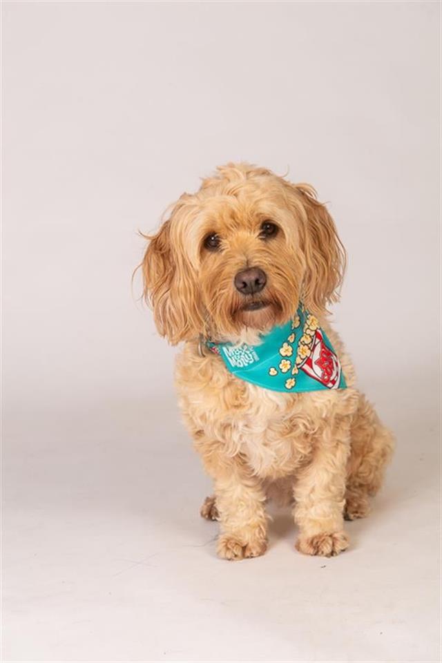 Max & Molly Popcorn Bandana