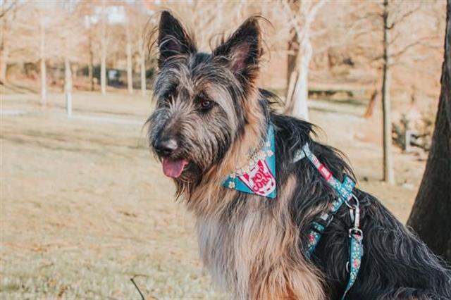 Max & Molly Popcorn Bandana