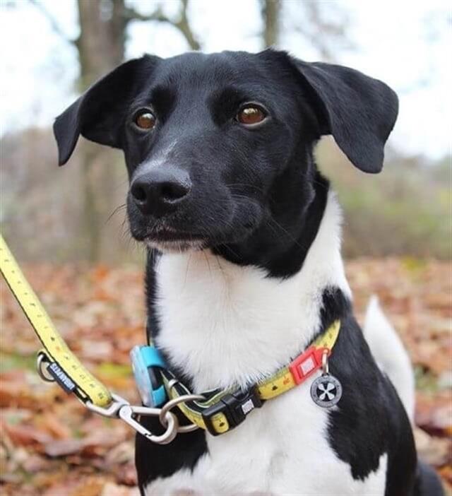Max & Molly Ruler Smart ID Köpek Boyun Tasması
