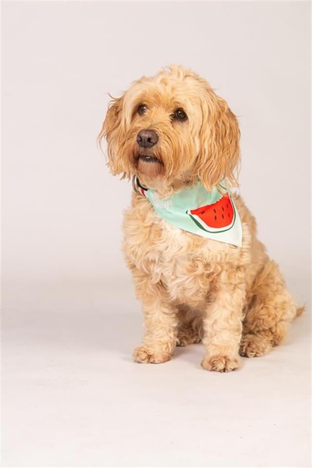 Max & Molly Watermelon Bandana