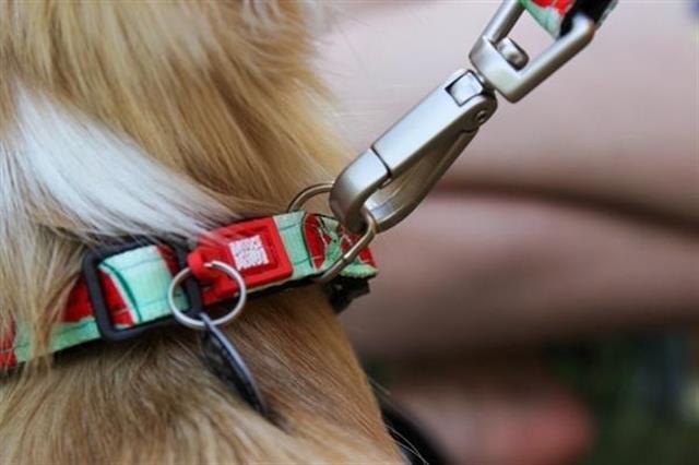 Max & Molly Watermelon Köpek Gezdirme Kayışı
