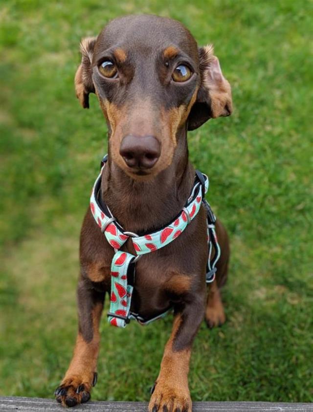 Max & Molly Watermelon Köpek Göğüs Tasması