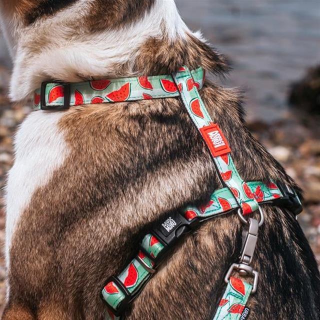 Max & Molly Watermelon Köpek Göğüs Tasması