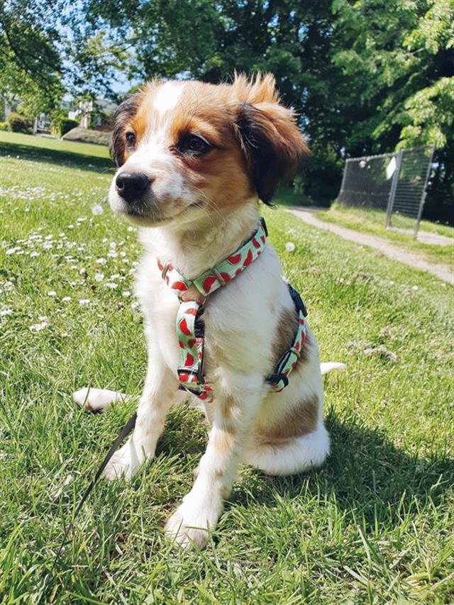 Max & Molly Watermelon Köpek Göğüs Tasması