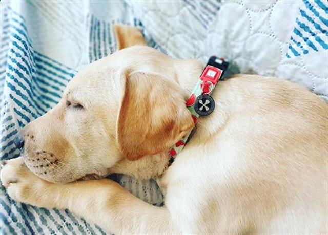 Max & Molly Watermelon Smart ID Köpek Boyun Tasması