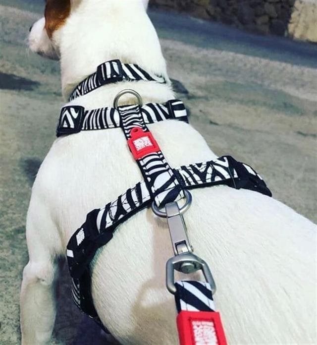 Max & Molly Zebra Köpek Göğüs Tasması