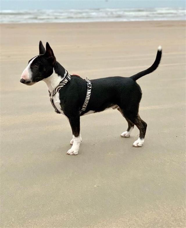 Max & Molly Zebra Köpek Göğüs Tasması