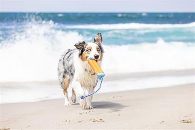 Chuckit! Bumper Suda Batmayan Köpek Oyuncağı (Büyük Boy)