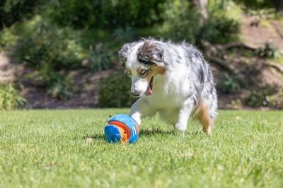 Chuckit! Giggle Kick Fetch Sesli Oyun Topu
