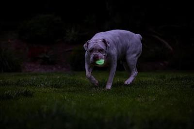 Chuckit! Max Glow Air Fetch Gece Parlayan Köpek Oyun Topu (Orta Boy)