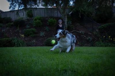 Chuckit! Max Glow Ultra Squeaker Gece Parlayan Sesli Köpek Oyun Topu