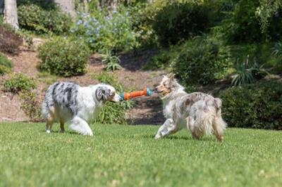 Chuckit! Rugged Bumper Ekstra Dayanıklı Köpek Oyuncağı (Küçük Boy)