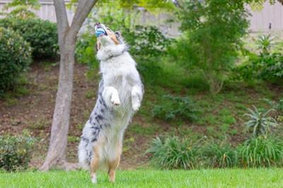 Chuckit! Sniff Fetch Jambon Kokulu Köpek Oyun Topu (Orta Boy)