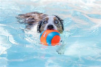 Chuckit! Suda Batmayan Mega Köpek Oyun Topu