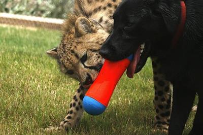 Chuckit! Tumble Bumper Suda Batmayan Köpek Oyuncağı (Orta Boy)