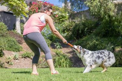 Chuckit! Ultra Fetch Stick Köpek Oyuncağı