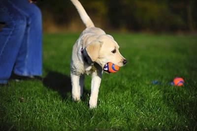 Chuckit! Ultra Toss Püsküllü Köpek Oyun Topu (Orta Boy)