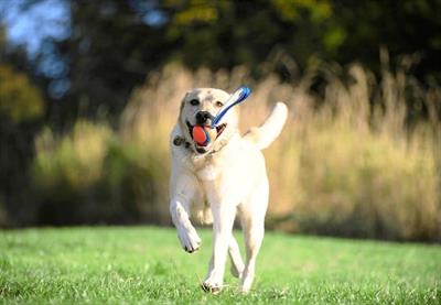 Chuckit! Ultra Tug Köpek Çekiştirme Topu (Orta Boy)