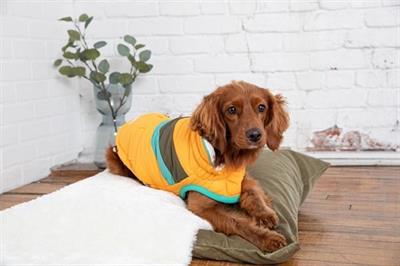GF PET Alpine Puffer Köpek Montu - Sarı