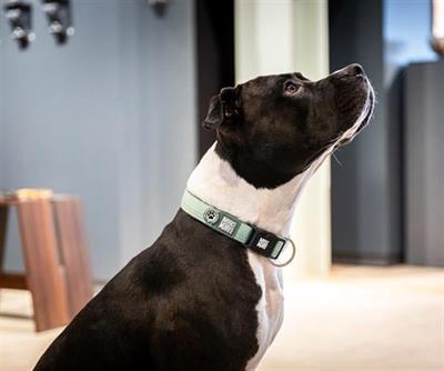 Matrix 2.0 Akıllı Künyeli Köpek Boyun Tasması - Jade