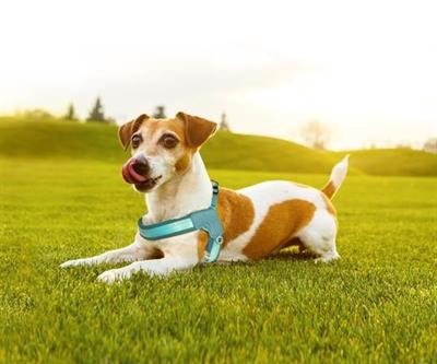Matrix 2.0 Akıllı Künyeli Q-Fit Köpek Göğüs Tasması  - Turkuaz