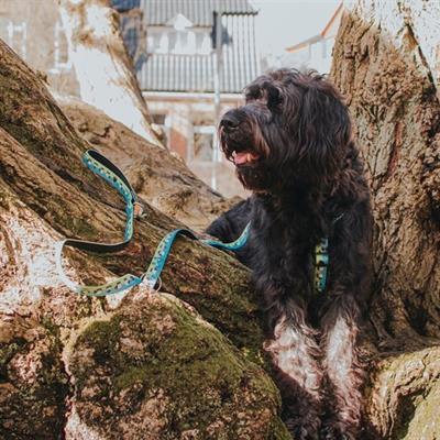Max & Molly Black Sheep Köpek Gezdirme Kayışı