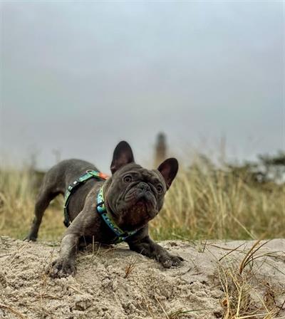 Max & Molly Black Sheep Köpek Göğüs Tasması