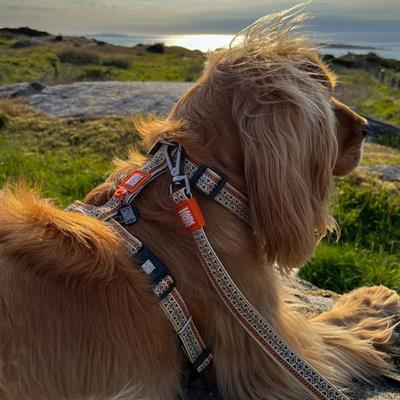 Max & Molly Ethnic Köpek Göğüs Tasması