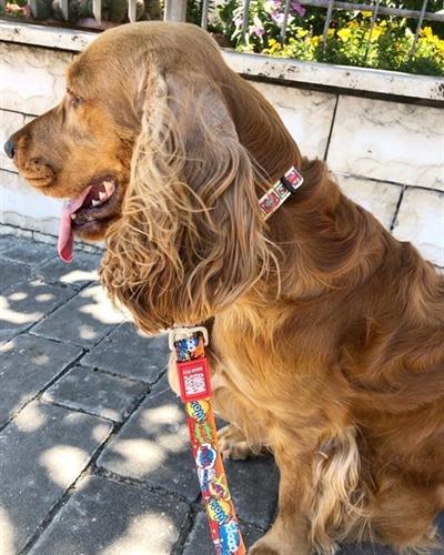 Max & Molly Heroes Smart ID Köpek Boyun Tasması
