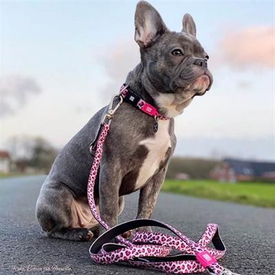 Max & Molly Leopard Pink Köpek Gezdirme Kayışı
