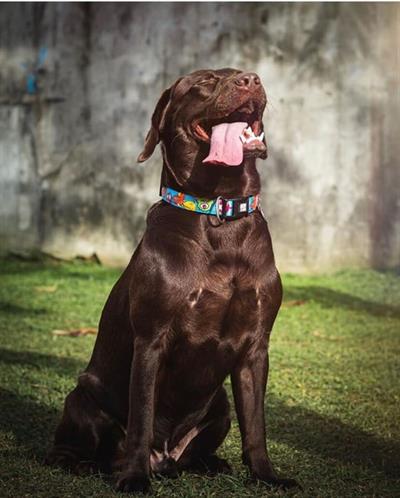 Max & Molly Little Monster Smart ID Köpek Boyun Tasması
