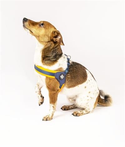 Max & Molly Matrix Orange Q-Fit Köpek Göğüs Tasması