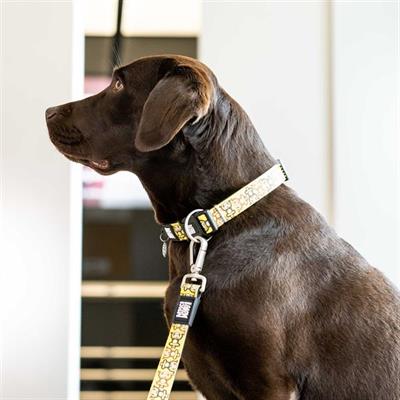 Max & Molly Monkey Maniac Smart ID Köpek Boyun Tasması