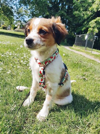 Max & Molly Watermelon Köpek Göğüs Tasması