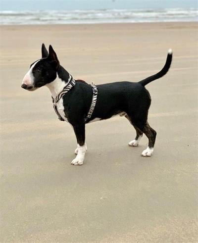 Max & Molly Zebra Köpek Göğüs Tasması