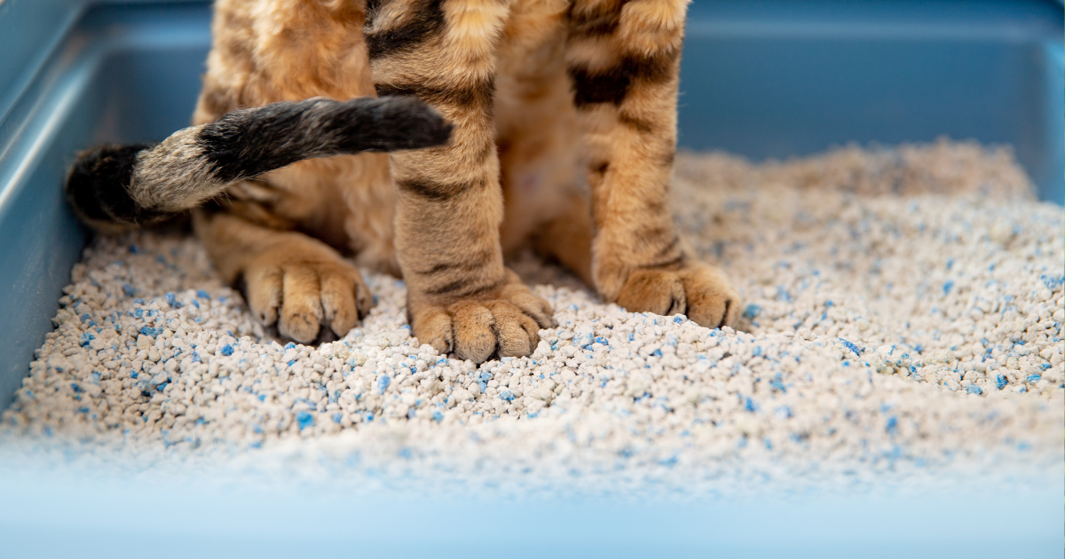 Kedi kumu seçimi ve doğru kullanım rehberi