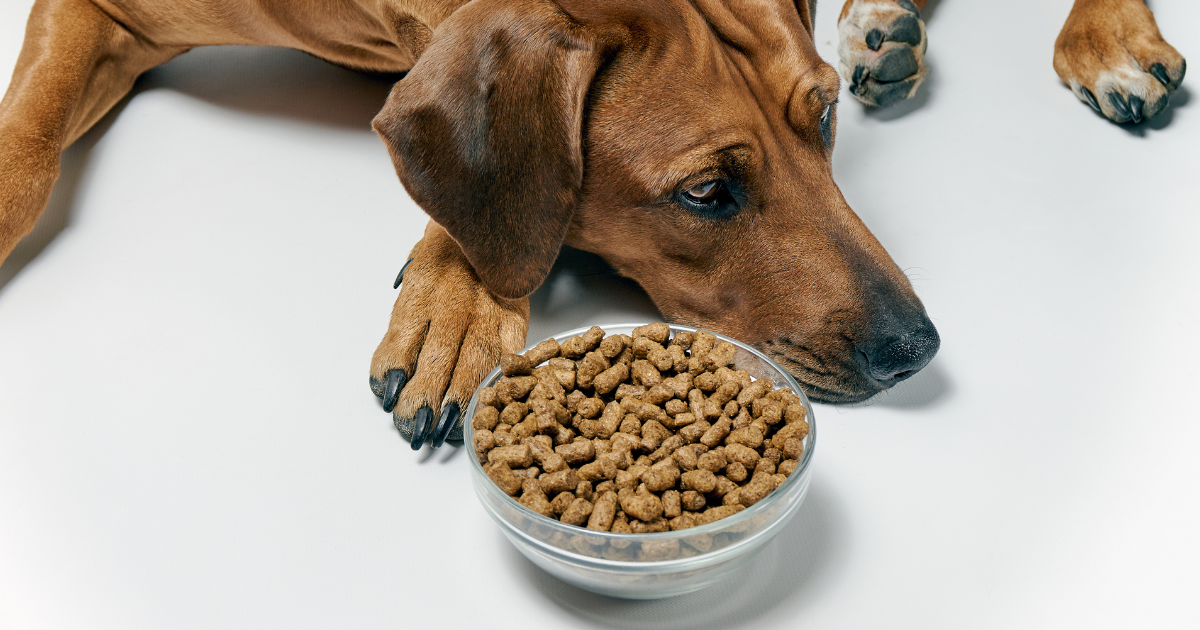 Kedi ve köpeklerde yaygın sağlık sorunları ve alınabilecek önlemler