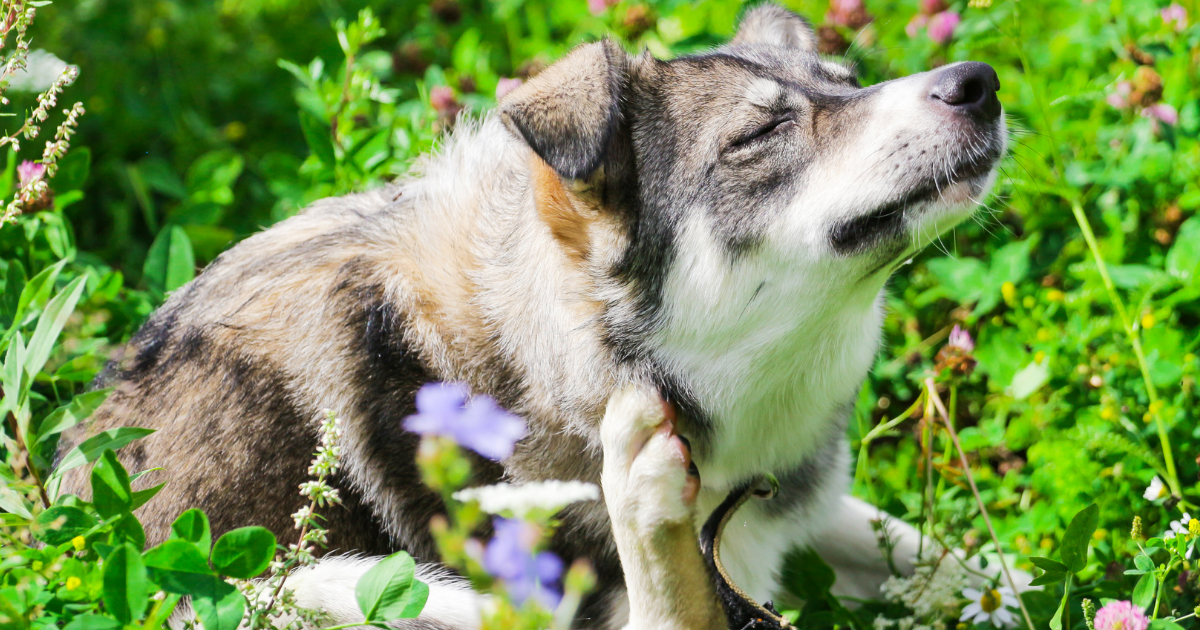 Kedi ve köpeklerde parazitlere karşı koruma yöntemleri