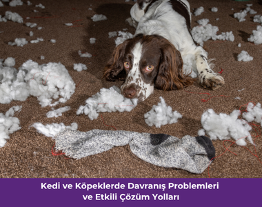 Kedi ve köpeklerde davranış problemleri ve çözüm yolları